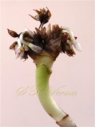  Inflorescence with involucre bracts removed